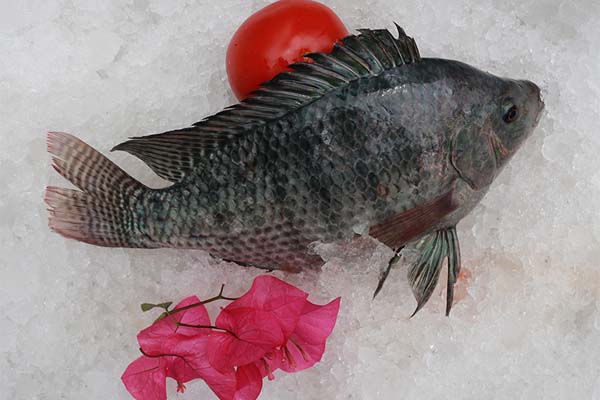 Tilapia