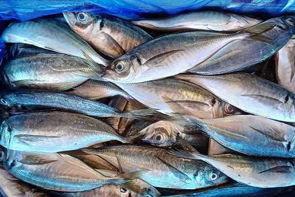 Horse Mackerel
