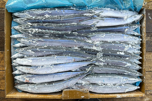 Saury